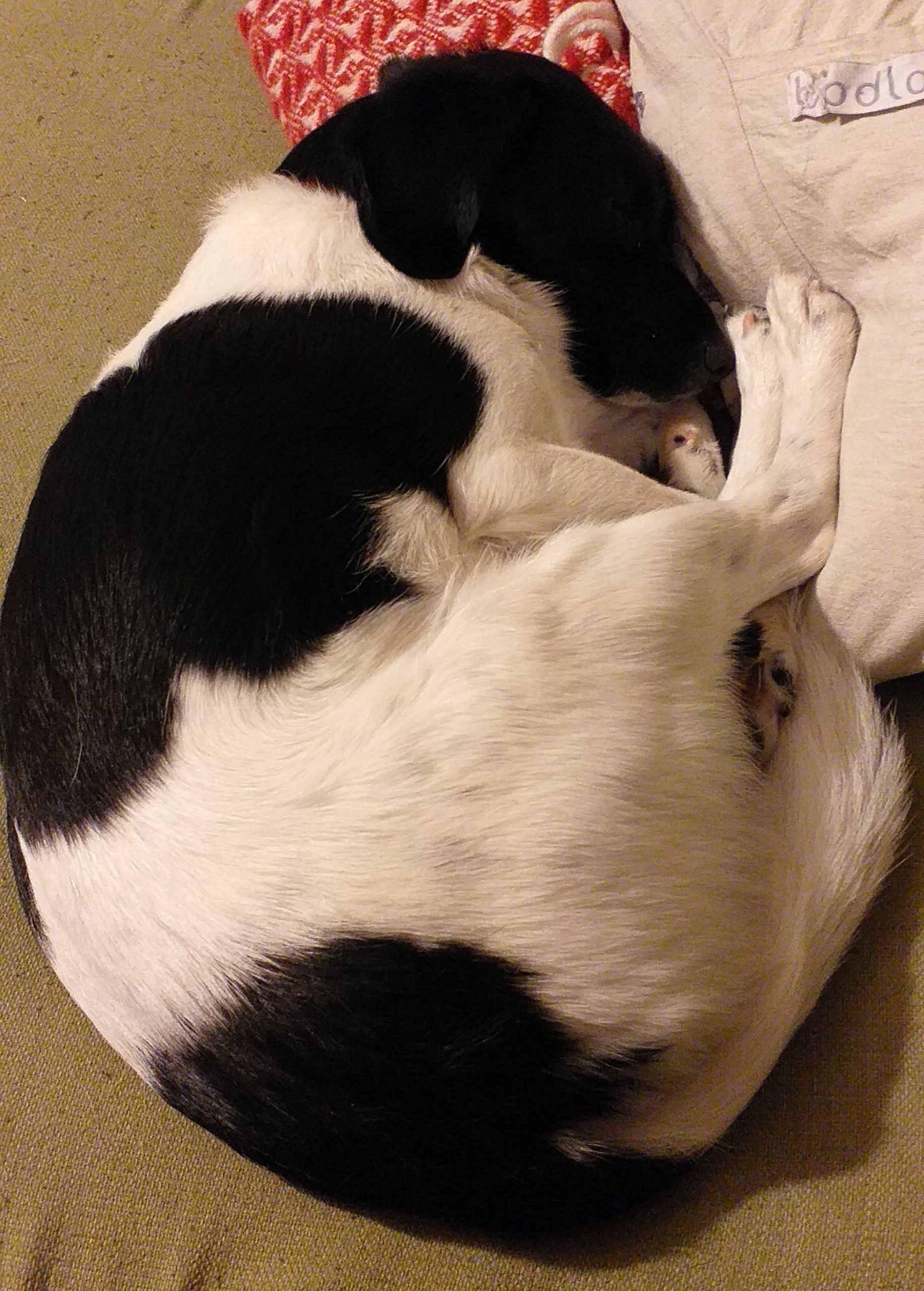 Small black and white dog curled up asleep on a pale green sofa. Her nose is tucked into her paws. She's very cute.