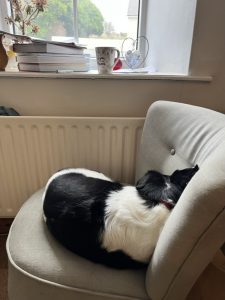 Black and white dog curled up asleep on a grey chair next to a radiator and a window